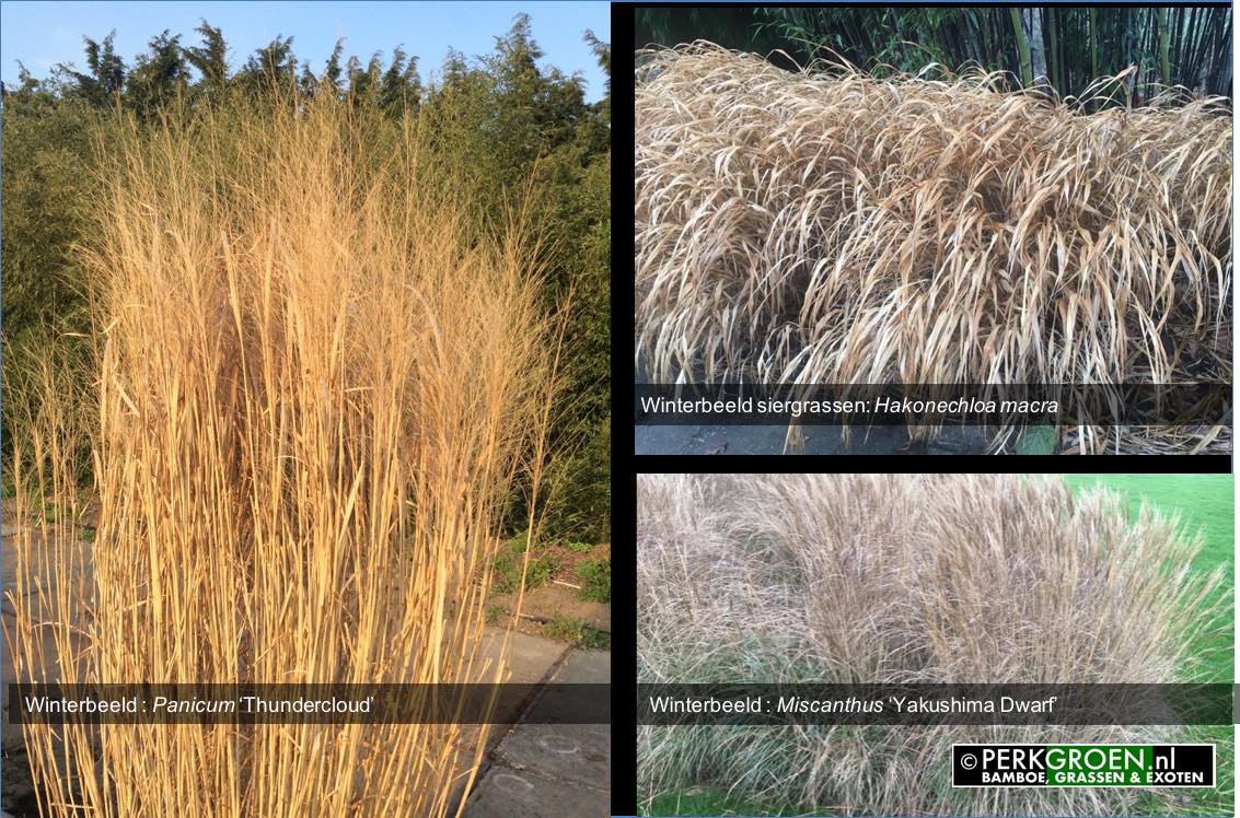 Winterbeeld - Panicum Thundercloud winterbeeld Hakonechloa macra winterbeeld Miscanthus Yakushima Dwarf Winterbeeld - Panicum Thundercloud winterbeeld Hakonechloa macra winterbeeld Miscanthus Yakushima Dwarf